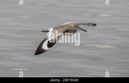 Willet, Tringa semipalmata, in volo sulla laguna poco profonda, in inverno. Foto Stock