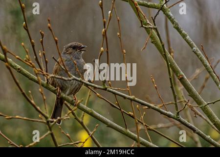 Dunnock arroccato su un ramo di albero Foto Stock