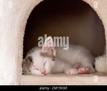 Comune cucciolo gatto europeo addormentato nella sua casa peluche Foto Stock