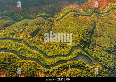 Strada curva attraverso la foresta autunnale Foto Stock
