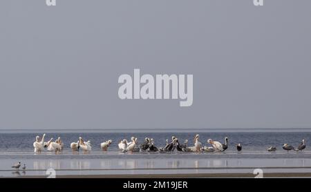 Pellicani marroni, Pelecanus occidentalis e pellicani bianchi americani, Pelecanus erythrorhynchos, che si stoppano su una sbarra nella Lagun poco profonda e ipersalina Foto Stock