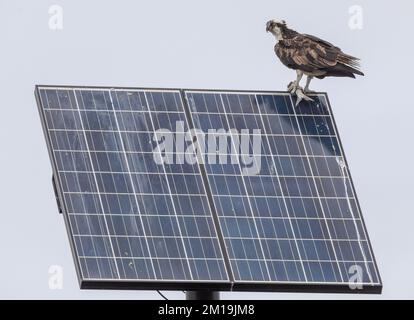 Osprey, Pandion haliaetus, con prede, arroccato su array di pannelli solari. South Padre, Texas. Foto Stock