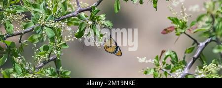 Tawny coster, Acraea terpsicore, bella farfalla in India Foto Stock