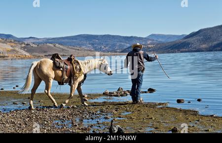 Cattle Rancher che conduce 'Quarter' cavallo ad acqua, raccogliendo mucche da terreni di pascolo estivi, Fish Lake, Wasatch Mountain Range, Utah. Foto Stock