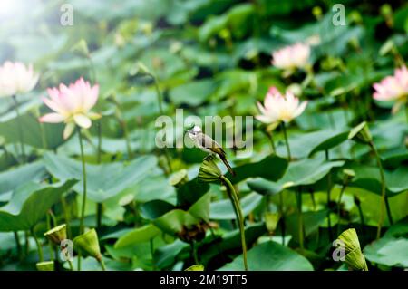 fiore lotud fiore in stagno Foto Stock