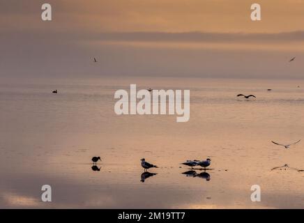 Serata tranquilla alla Laguna Madre, Golfo del Messico, con Terni reali, Pelicani ecc. Texas, Foto Stock