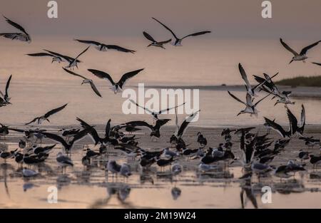 Flock of Black skimmer, Rynchops niger, decollo al tramonto nella Laguna Madre, Golfo del Messico, Texas. Foto Stock