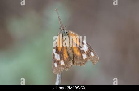 Muso americano, farfalla, carinenta libitea, arroccato nel bush in inverno, Texas. Foto Stock