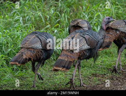 Tacchini selvatici, Meleagris gallopavo, nella forma chiamata Rio Grande tacchino selvatico, Meleagris gallopavo intermedia, nutrirsi nella foresta in inverno. Texas. Foto Stock