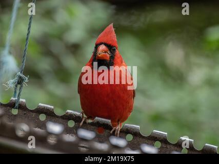 cardinale settentrionale maschile, Cardinalis cardinalis, che arriva al boschivo di uccelli, in inverno; Texas. Foto Stock