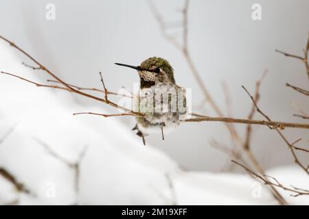 Svernare Annas Hummingbird nello Stato occidentale di Washington seduto su un sottile ramo con neve sullo sfondo Foto Stock