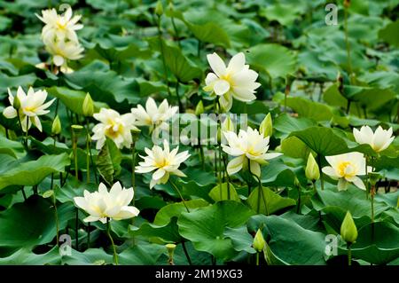 fiore lotud fiore in stagno Foto Stock