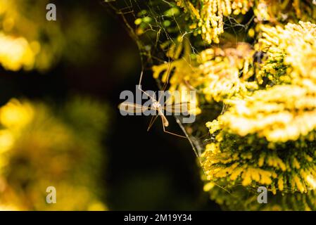 Gru Fly con le gambe incastrate in una ragnatela su un cespuglio giallo, Tipula paludosa Foto Stock