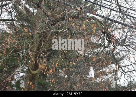 Fair Lawn, Stati Uniti. 11th Dec, 2022. La prima neve della stagione cade in Fair Lawn, New Jersey, il 11 dicembre 2022. (Foto di Kyle Mazza/Sipa USA) Credit: Sipa USA/Alamy Live News Foto Stock