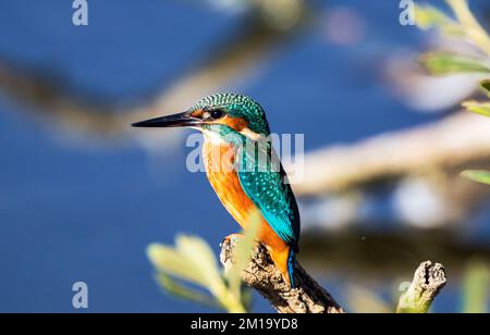 Primo piano di Kingfisher sulla filiale Foto Stock