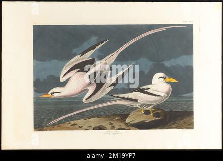 Uccello tropicale : Phaeton Æthereus, Linn. Maschio, 1. Femmina, 2. c.1 v.3 piatto 262 , Uccelli, uccello tropico dalla coda bianca. Gli uccelli d'America - da disegni originali di John James Audubon Foto Stock