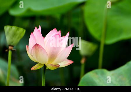 fiore lotud fiore in stagno Foto Stock