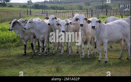 conde, bahia, brasile - 7 gennaio 2022: I bovini sono visti in un Corral di una fattoria nella città di Conde. Foto Stock