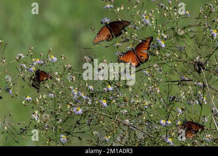 Farfalle soldato, Danaus eresimus, che si nutrono in inverno su un cespuglio dalle pulci. Texas. Foto Stock