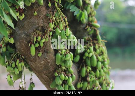 Averrhoa bilimbi comunemente noto, bilimbi o belimbing pianta albero. Foto Stock