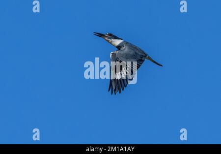 Martin pescatore cintura maschio, Megaceryle alcyon, in volo, in inverno. Texas. Foto Stock