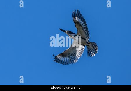 Martin pescatore cintura maschio, Megaceryle alcyon, in volo, in inverno. Texas. Foto Stock