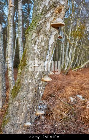 Polypores crescere su un tronco di betulla, fuoco selettivo. Foto Stock