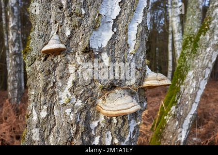 Polypores crescere su un tronco di betulla, fuoco selettivo. Foto Stock