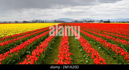 Nuvole di tempesta di primavera sopra file di tulipani rossi e gialli in campo agricolo creando una colorata scena agricola Foto Stock