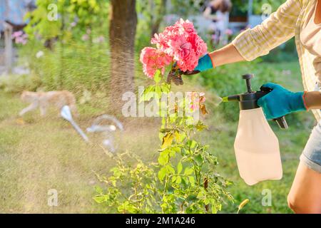 Donna con spruzzatore a mano spruzzatore rosa cespugli proteggere le piante Foto Stock