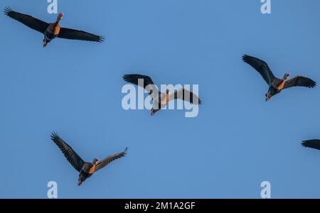Gregge di anatre whistling-belly nere, Dendrocygna autumnalis, in volo prima di roosting, Texas. Foto Stock