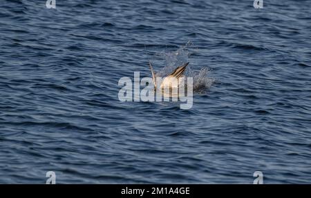 Terna Caspia, Hydroprogne caspia, in volo, tuffandosi nella laguna poco profonda. Foto Stock
