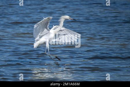 Gretta rossastra, Egretta rufescens, forma bianca, si nuota in una laguna poco profonda disturbando la sua preda. Inverno, Texas. Foto Stock
