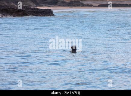 Godrevy, Cornovaglia, 11th dicembre 2022, le foche nuotano nel mare calmo di Godrevy, Cornovaglia con cieli nuvolosi e scuri sparsi attraverso la baia di St Ives. La temperatura era di 6C. Un avviso Met Office rimane in vigore per il congelamento di nebbia e ghiaccio fino a domani pranzo.Credit: Keith Larby/Alamy Live News Foto Stock