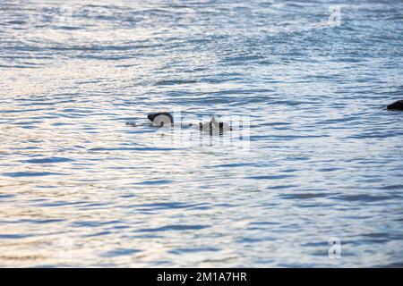 Godrevy, Cornovaglia, 11th dicembre 2022, le foche nuotano nel mare calmo di Godrevy, Cornovaglia con cieli nuvolosi e scuri sparsi attraverso la baia di St Ives. La temperatura era di 6C. Un avviso Met Office rimane in vigore per il congelamento di nebbia e ghiaccio fino a domani pranzo.Credit: Keith Larby/Alamy Live News Foto Stock