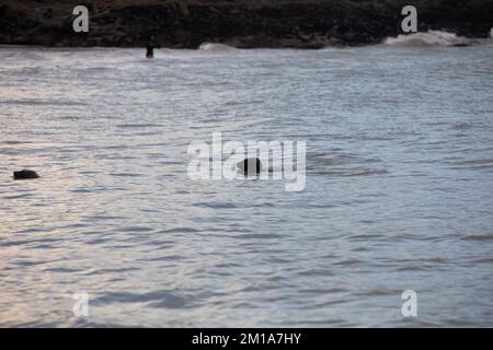 Godrevy, Cornovaglia, 11th dicembre 2022, le foche nuotano nel mare calmo di Godrevy, Cornovaglia con cieli nuvolosi e scuri sparsi attraverso la baia di St Ives. La temperatura era di 6C. Un avviso Met Office rimane in vigore per il congelamento di nebbia e ghiaccio fino a domani pranzo.Credit: Keith Larby/Alamy Live News Foto Stock