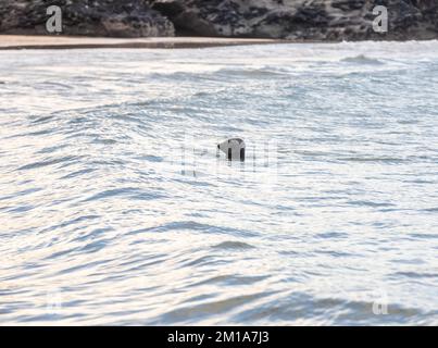 Godrevy, Cornovaglia, 11th dicembre 2022, le foche nuotano nel mare calmo di Godrevy, Cornovaglia con cieli nuvolosi e scuri sparsi attraverso la baia di St Ives. La temperatura era di 6C. Un avviso Met Office rimane in vigore per il congelamento di nebbia e ghiaccio fino a domani pranzo.Credit: Keith Larby/Alamy Live News Foto Stock