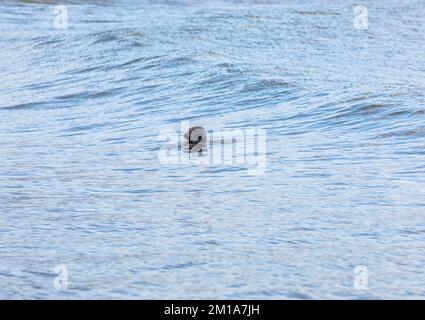 Godrevy, Cornovaglia, 11th dicembre 2022, le foche nuotano nel mare calmo di Godrevy, Cornovaglia con cieli nuvolosi e scuri sparsi attraverso la baia di St Ives. La temperatura era di 6C. Un avviso Met Office rimane in vigore per il congelamento di nebbia e ghiaccio fino a domani pranzo.Credit: Keith Larby/Alamy Live News Foto Stock