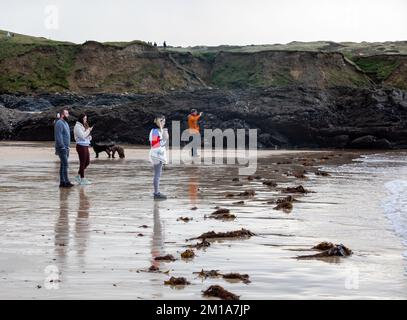 Godrevy, Cornovaglia, 11th dicembre 2022, la gente si trova in piedi sulla spiaggia guardando le foche nuotare nel mare calmo in Godrevy, Cornovaglia con cielo nuvoloso scuro sparso attraverso la baia di St Ives. La temperatura era di 6C. Un avviso Met Office rimane in vigore per il congelamento di nebbia e ghiaccio fino a domani pranzo.Credit: Keith Larby/Alamy Live News Foto Stock