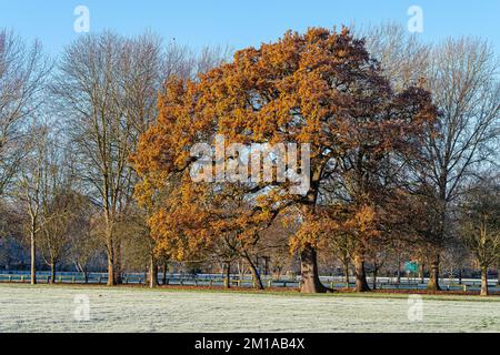 Un querce in inverno che conserva le sue foglie dorate, illuminate dal sole basso. Foto Stock