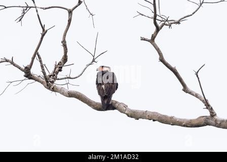 Caracara crestata arroccata (Polyborus plancus) Foto Stock