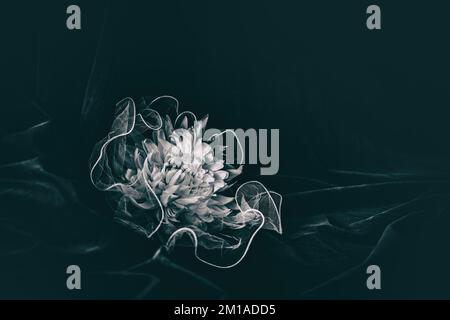 Bianco Chrysanthemum, su sfondo nero, la vita morta, la fotografia d'arte Foto Stock