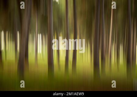 Paesaggio a lunga esposizione scenario di una foresta con effetto di movimento intenzionale della fotocamera Foto Stock