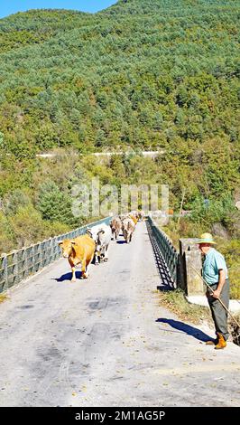 Mucche in un prato di Liguerre de Cinca, Comarca del Sobrarbe, Huesca, Aragona, Spagna, Europa Foto Stock