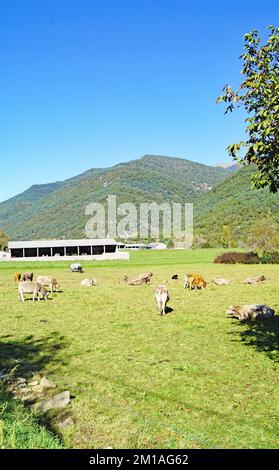 Mucche in un prato di Liguerre de Cinca, Comarca del Sobrarbe, Huesca, Aragona, Spagna, Europa Foto Stock