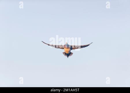 Eurasian wigeon Mareca penelope, adulto di volo maschile, Suffolk, Inghilterra, dicembre Foto Stock