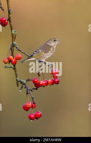 Greenfinch europeo Carduelis chloris, femmina adulta arroccata sul ramo di mela granchio, Suffolk, Inghilterra, dicembre Foto Stock