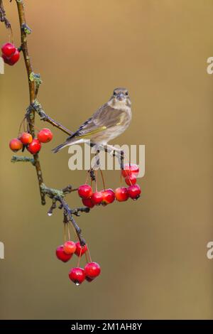 Greenfinch europeo Carduelis chloris, femmina adulta arroccata sul ramo di mela granchio, Suffolk, Inghilterra, dicembre Foto Stock