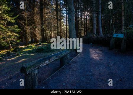 Vista dell'area di osservazione al sito di scoiattolo rosso del bosco di Snaizehole a Wensleydale, nelle valli dello Yorkshire, Regno Unito Foto Stock