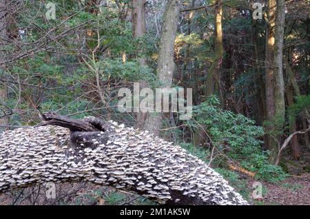 Funghi su un tronco morto. Lago Motosu. Prefettura di Yamanashi. Parco Nazionale Fuji-Hakone-Izu. Honshu. Giappone. Foto Stock